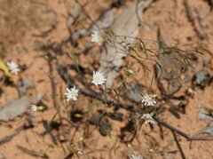 Podolepis capillaris