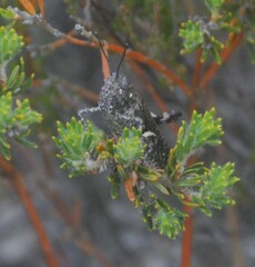 Cirphula pyrrhocnemis