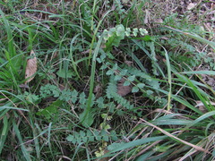Froriepia subpinnata