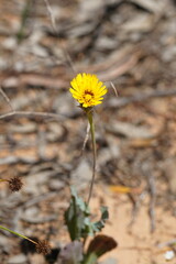 Reichardia tingitana