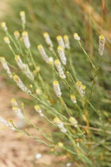 Pimelea trichostachya