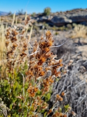 Thamnochortus fruticosus