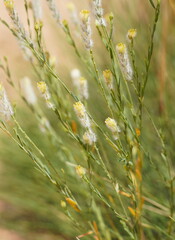 Pimelea trichostachya