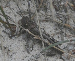 Cirphula pyrrhocnemis