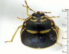Plataspidae