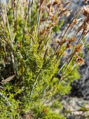 Thamnochortus fruticosus