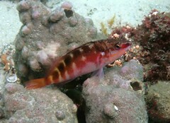 Hypoplectrodes maccullochi