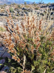 Thamnochortus fruticosus