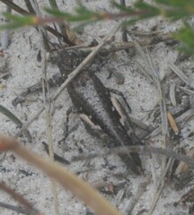 Cirphula pyrrhocnemis