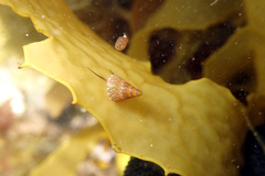 Phasianotrochus eximius