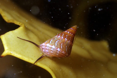 Phasianotrochus eximius