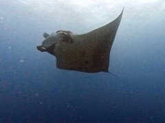 Mobula birostris