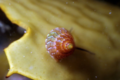 Phasianotrochus eximius