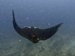 Mobula birostris