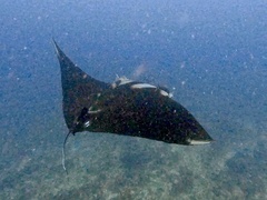 Mobula birostris
