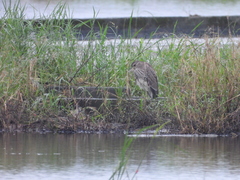 Nycticorax nycticorax nycticorax