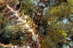 Alpheus novaezealandiae