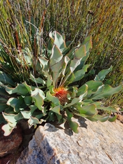 Protea laevis