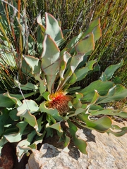 Protea laevis