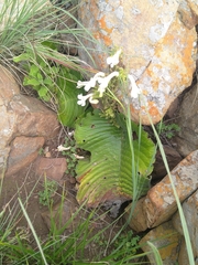 Streptocarpus vandeleurii