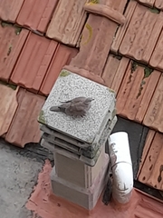 Streptopelia decaocto