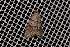 Calathusa hypotherma