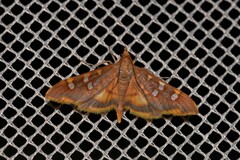 Prophantis