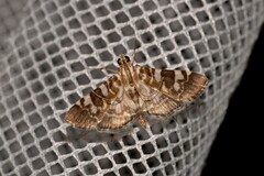 Chabula acamasalis