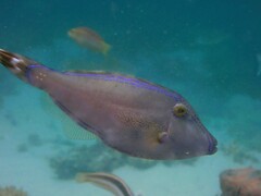 Meuschenia trachylepis