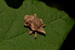 Oemethylus triangularis