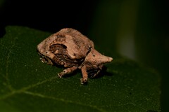 Oemethylus triangularis