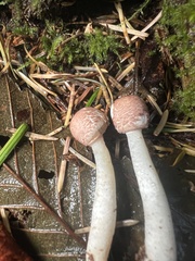 Leucoagaricus roseilividus