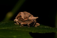 Oemethylus triangularis