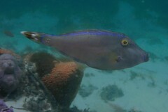 Meuschenia trachylepis