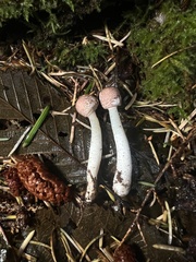 Leucoagaricus roseilividus