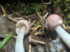 Leucoagaricus roseilividus