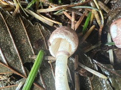 Leucoagaricus roseilividus