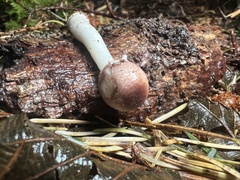 Leucoagaricus roseilividus