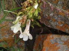 Streptocarpus vandeleurii