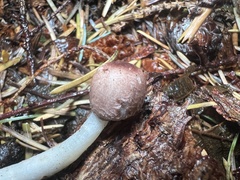 Leucoagaricus roseilividus