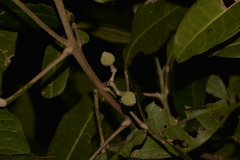 Acronychia pubescens