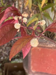 Gomphrenoideae