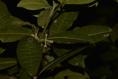 Acronychia pubescens