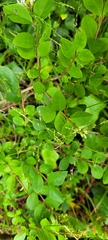 Ligustrum ovalifolium
