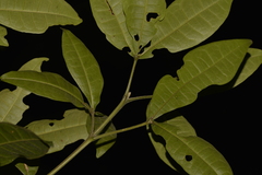 Acronychia pubescens