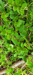 Ligustrum ovalifolium