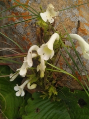Streptocarpus vandeleurii