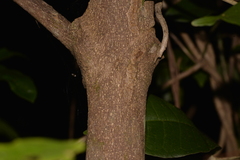 Acronychia pubescens