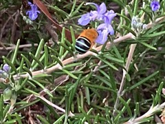 Amegilla cingulata