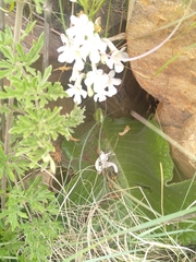 Streptocarpus vandeleurii
